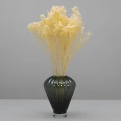 Tørrede Blomster - Broom Bloom, Cremehvid