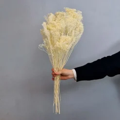 Tørrede Blomster - Broom Bloom, Cremehvid