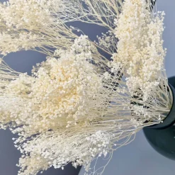 Tørrede Blomster - Broom Bloom, Cremehvid