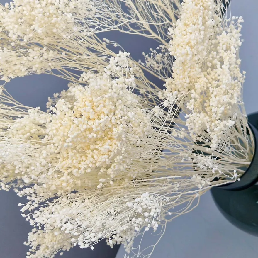 Tørrede Blomster - Broom Bloom, Cremehvid