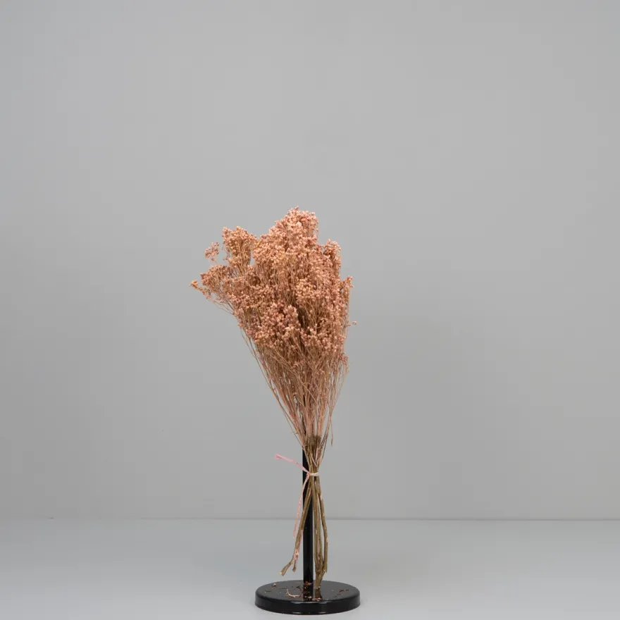 Tørrede Blomster - Broom Bloom, Powder Pink