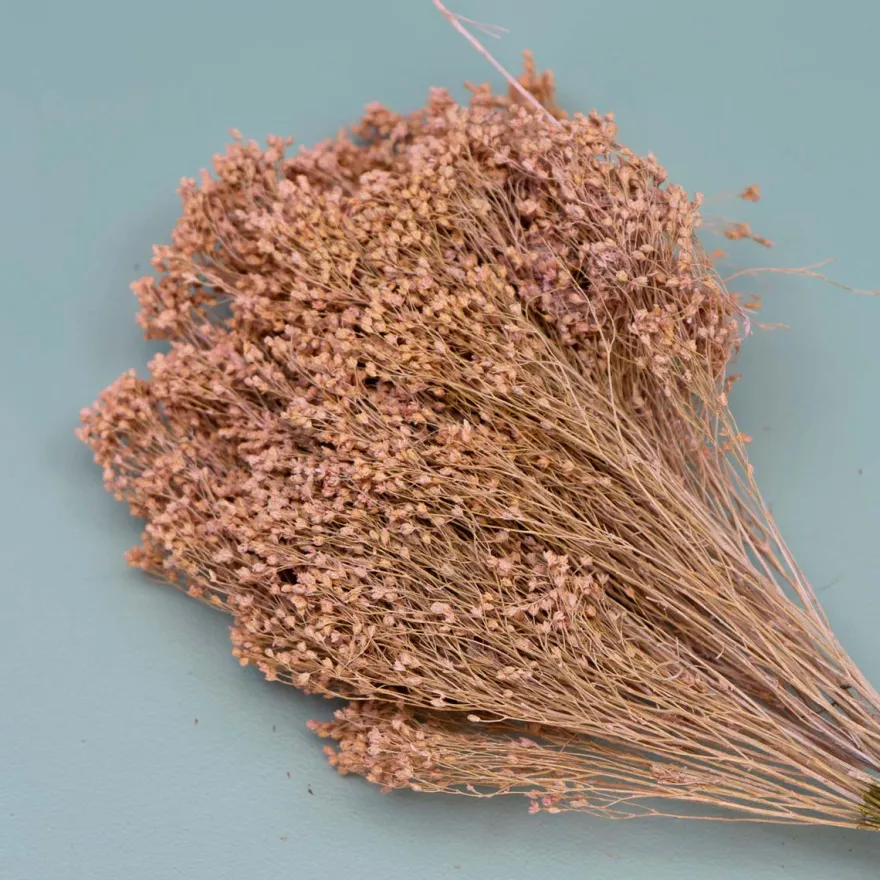 Tørrede Blomster - Broom Bloom, Powder Pink