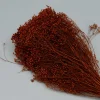 Tørrede Blomster - Broom Bloom, Terracotta