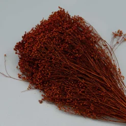 Tørrede Blomster - Broom Bloom, Terracotta