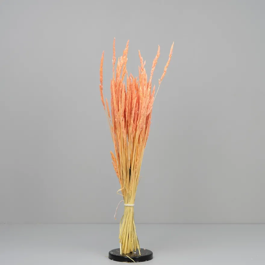 Tørrede Blomster - Enggræs, Light Pink