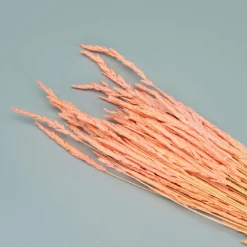 Tørrede Blomster - Enggræs, Light Pink