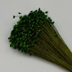 Tørrede Blomster - Glixia, Grøn