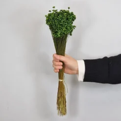 Tørrede Blomster - Glixia, Grøn