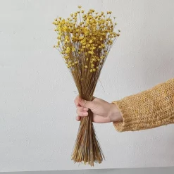 Tørrede Blomster - Glixia, Gul