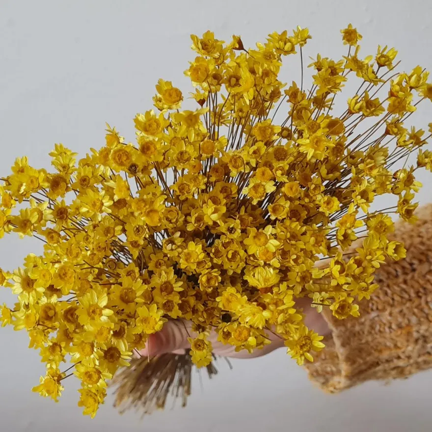 Tørrede Blomster - Glixia, Gul