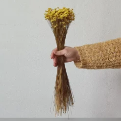 Tørrede Blomster - Glixia, Gul