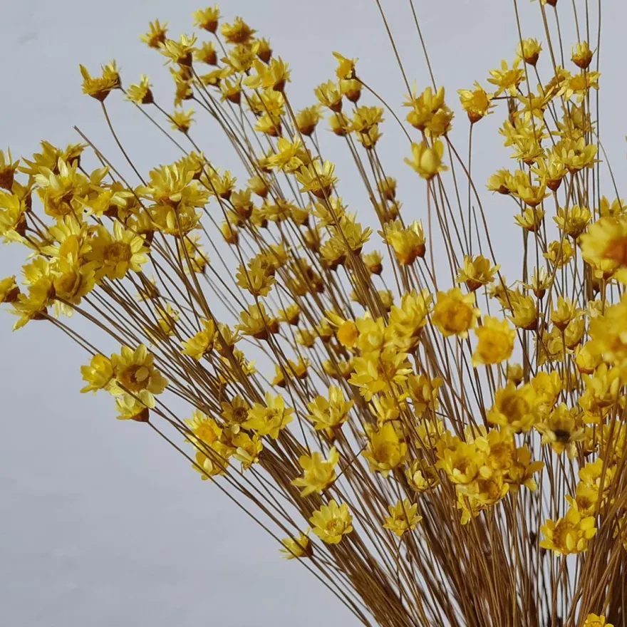 Tørrede Blomster - Glixia, Gul