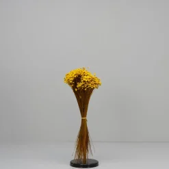 Tørrede Blomster - Glixia, Gul