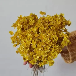 Tørrede Blomster - Glixia, Gul