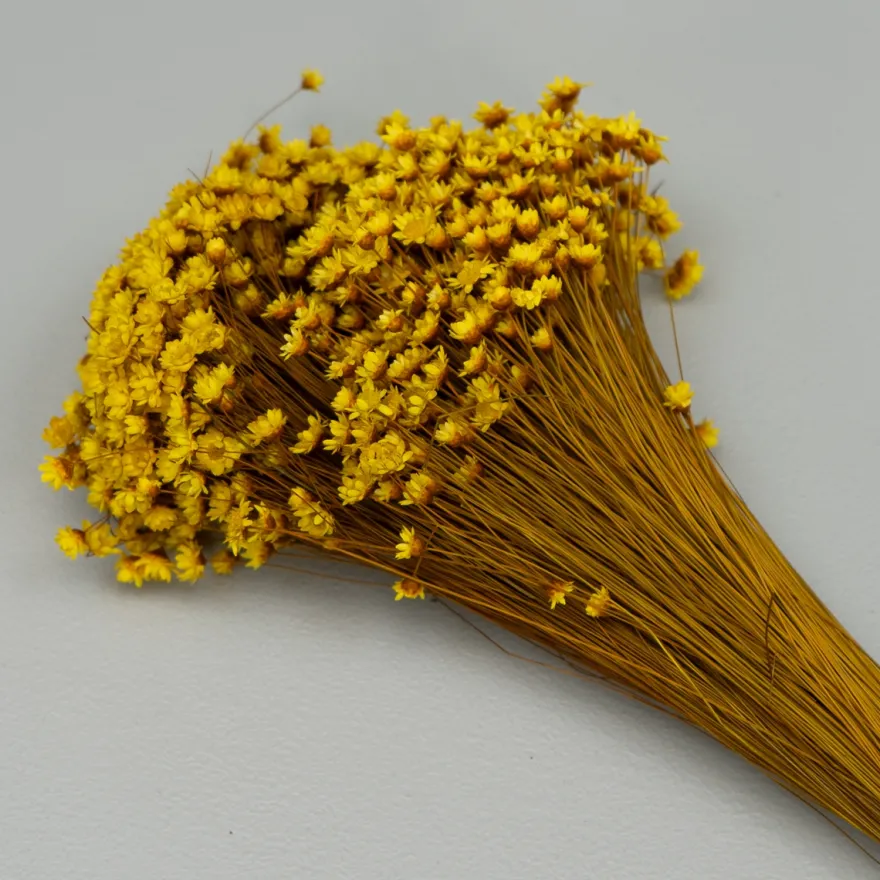 Tørrede Blomster - Glixia, Gul