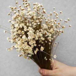 Tørrede Blomster - Glixia, hvid