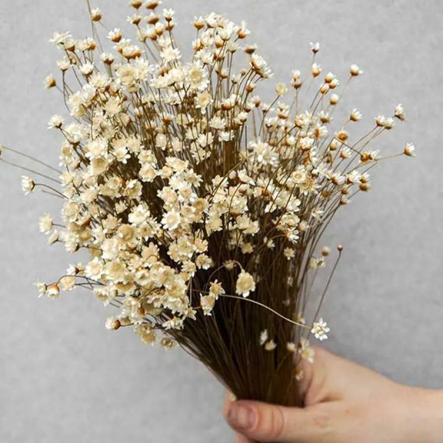 Tørrede Blomster - Glixia, hvid
