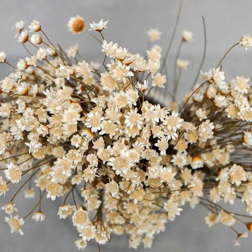 Tørrede Blomster - Glixia, hvid