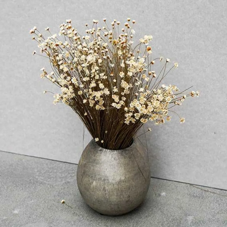 Tørrede Blomster - Glixia, hvid