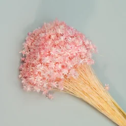Tørrede Blomster - Glixia, LIGHT Pink