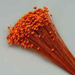 Tørrede Blomster - Glixia, Orange