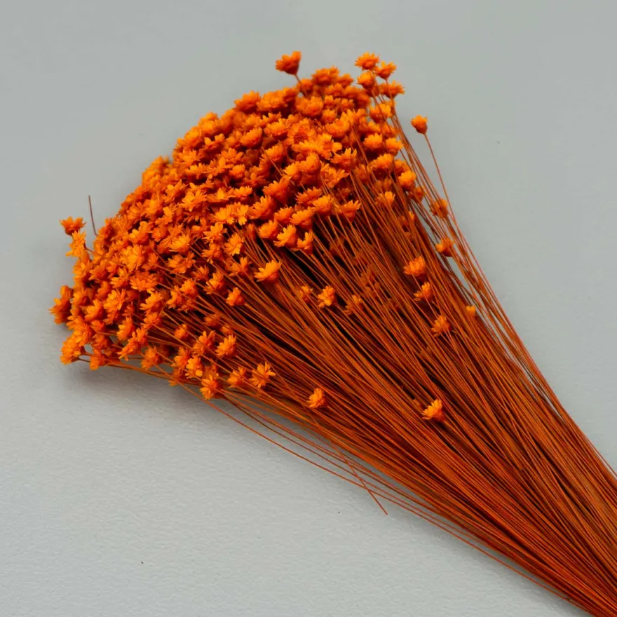Tørrede Blomster - Glixia, Orange