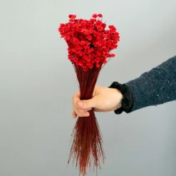 Tørrede Blomster - Glixia, Rød