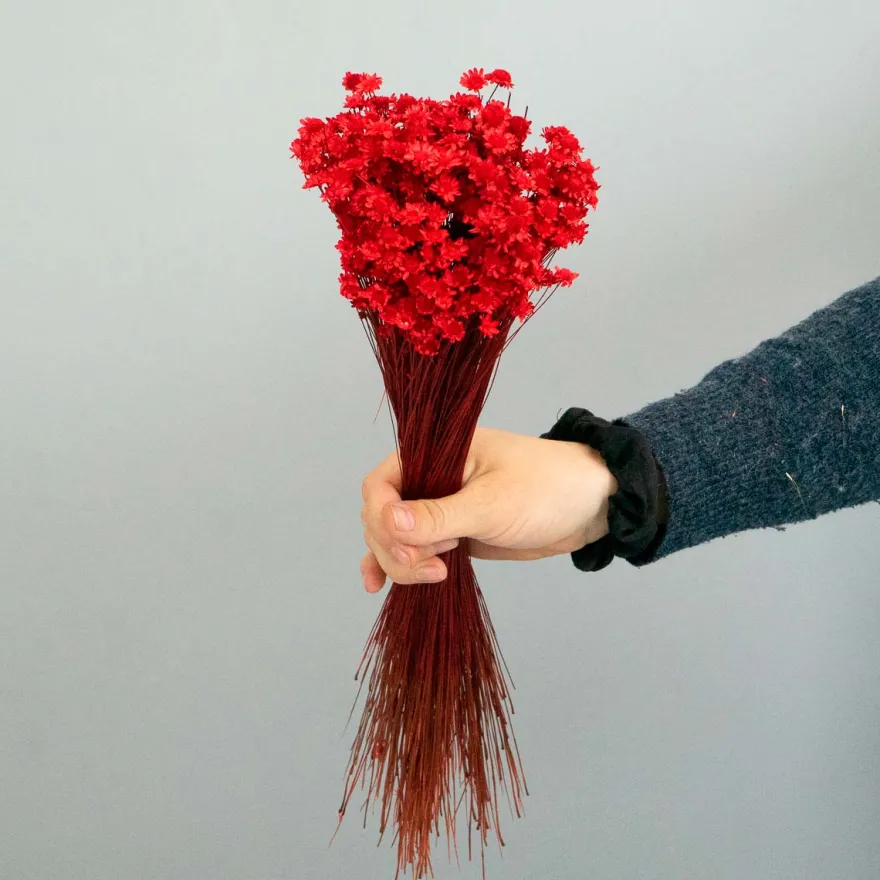 Tørrede Blomster - Glixia, Rød