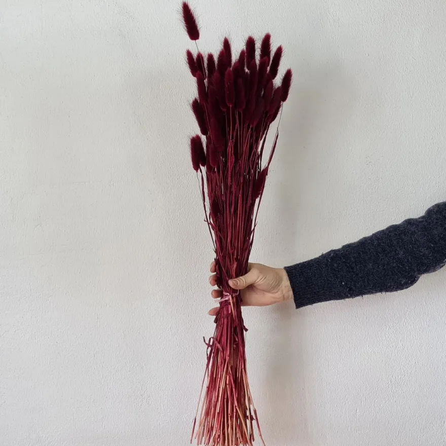 Tørrede Blomster - Lagurus, Bordeaux. XL bundt