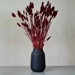 Tørrede Blomster - Lagurus, Bordeaux. XL bundt