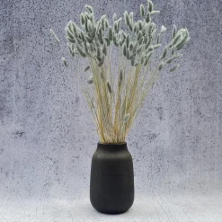 Tørrede Blomster - Lagurus, Grå/blå XL bundt