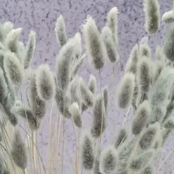 Tørrede Blomster - Lagurus, Grå/blå XL bundt