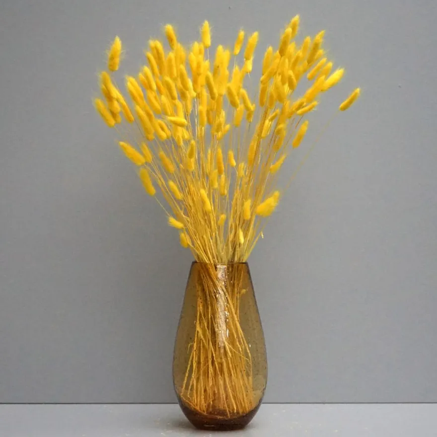 Tørrede Blomster - Lagurus, Gul. XL bundt