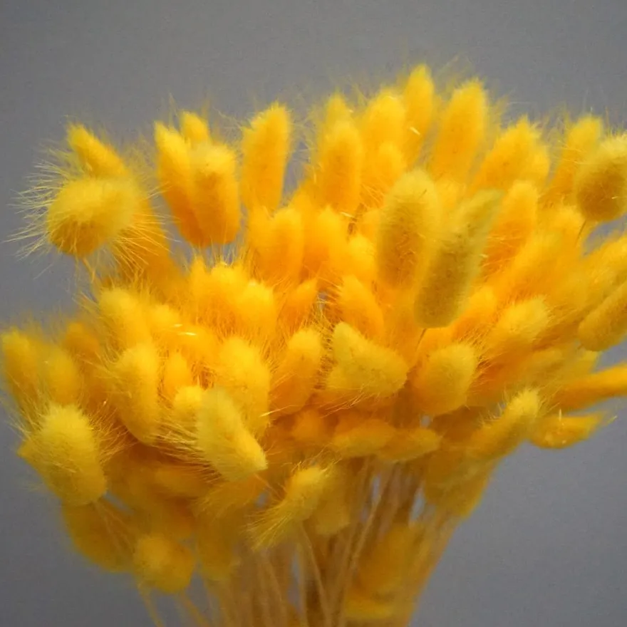 Tørrede Blomster - Lagurus, Gul. XL bundt