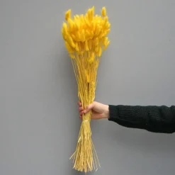 Tørrede Blomster - Lagurus, Gul. XL bundt