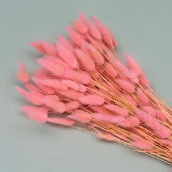 Tørrede Blomster - Lagurus, LYSERØD. XL bundt
