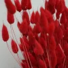 Tørrede Blomster - Lagurus - Mørkerød. XL bundt