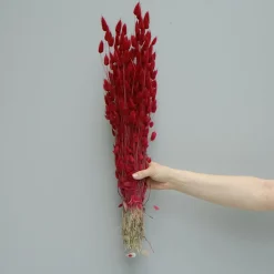 Tørrede Blomster - Lagurus - Mørkerød. XL bundt