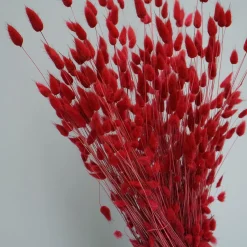 Tørrede Blomster - Lagurus - Mørkerød. XL bundt