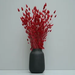 Tørrede Blomster - Lagurus - Mørkerød. XL bundt