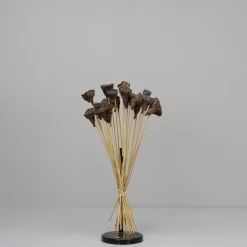Tørrede Blomster - Mini Lotus, Natur