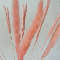 Tørrede Blomster - Mini pampasgræs - Pink