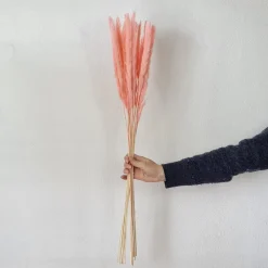 Tørrede Blomster - Mini pampasgræs - Pink