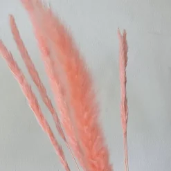 Tørrede Blomster - Mini pampasgræs - Pink