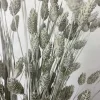 Tørrede Blomster - Phalaris, Grå