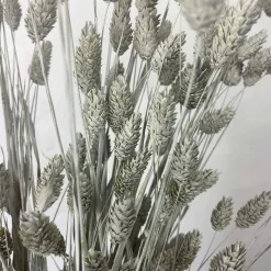 Tørrede Blomster - Phalaris, Grå
