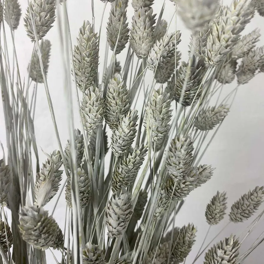 Tørrede Blomster - Phalaris, Grå