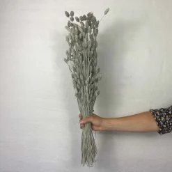 Tørrede Blomster - Phalaris, Grå