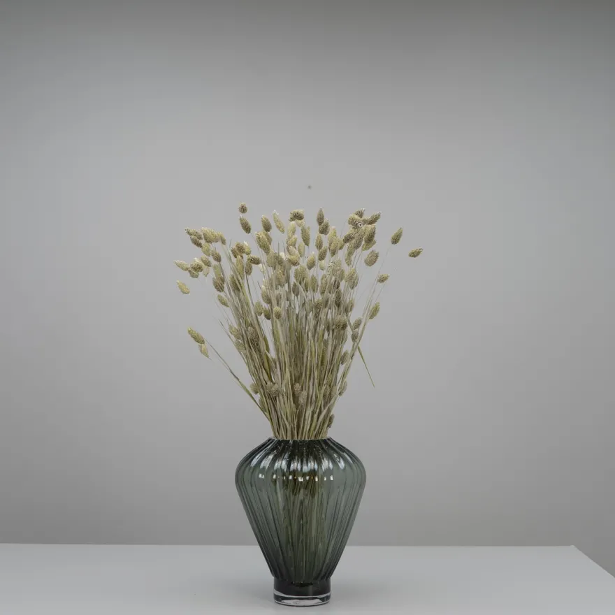 Tørrede Blomster - Phalaris, Grå