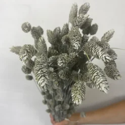 Tørrede Blomster - Phalaris, Grå